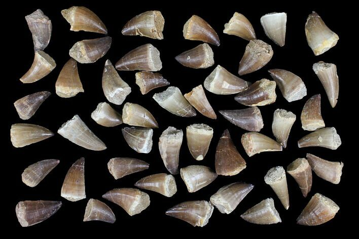 Lot: - Fossil Mosasaur Teeth - Pieces #92384